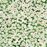 Timeless Treasures Daisies Multi Quilt Fabric Style C7471