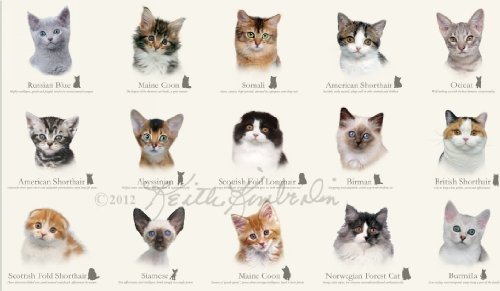 Elizabeth's Studio Cat Breeds Quilt Fabric 24" x 44" Panel